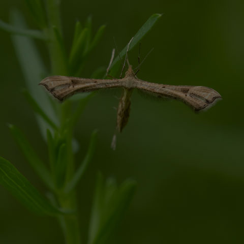 Artichoke Plume Moth