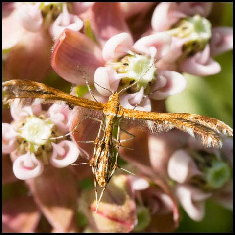 Busck's Plume Moth
