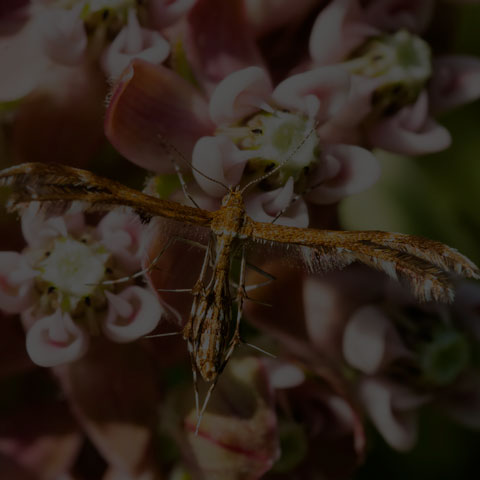 Busck's Plume Moth