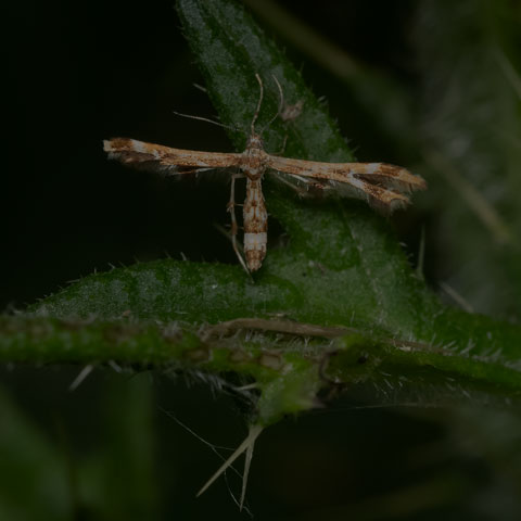Grape Plume Moth