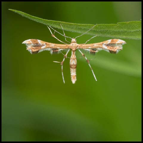 Grape Plume Moth