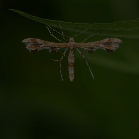 Grape Plume Moth