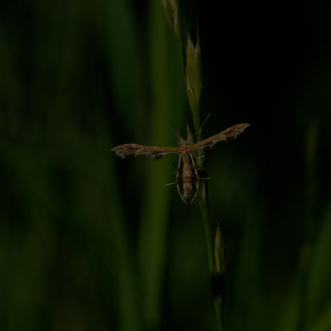 Grape Plume Moth