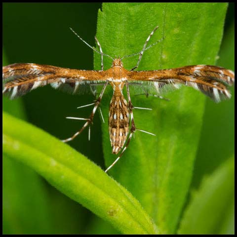 Lobed Plume Moth