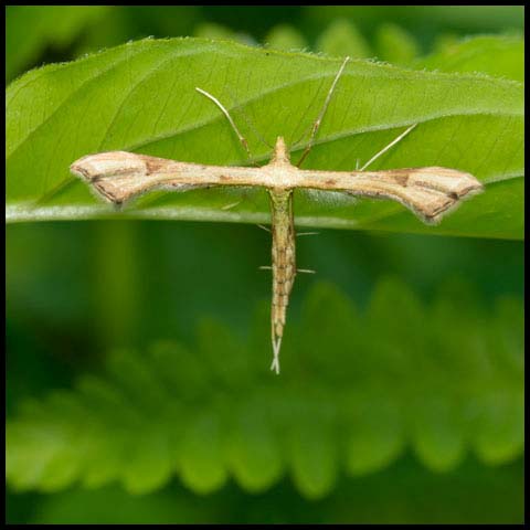 Yarrow Plume Moth