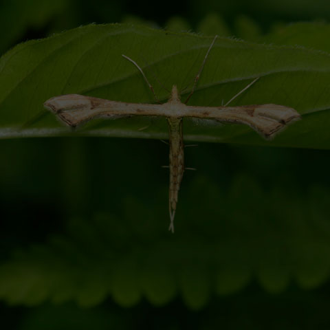 Yarrow Plume Moth