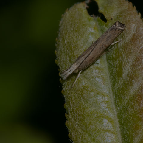 Bluegrass Webworm Moth