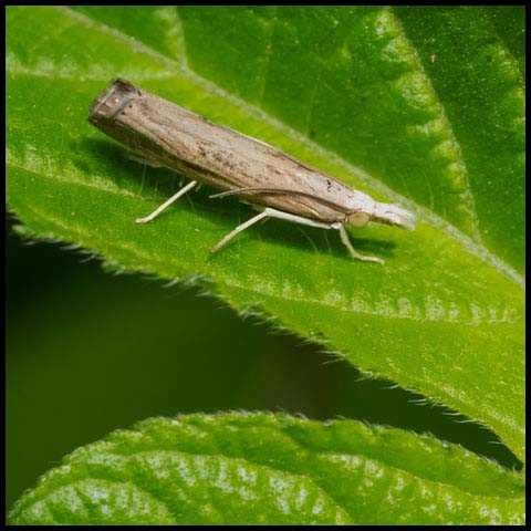 Bluegrass Webworm Moth