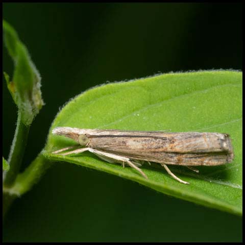 Bluegrass Webworm Moth