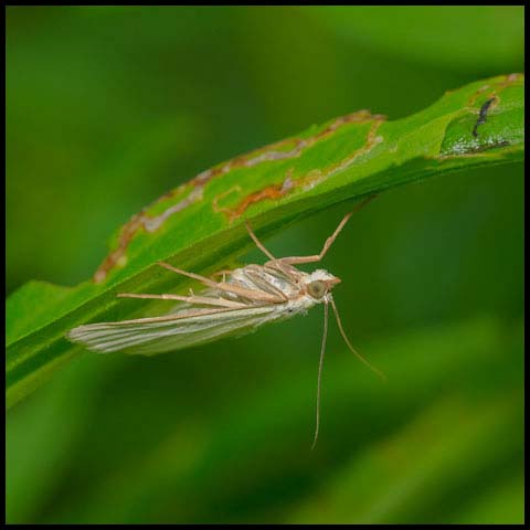 Carrot Seed Moth