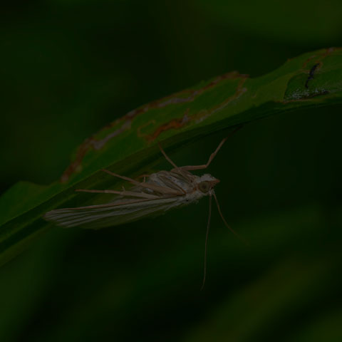 Carrot Seed Moth