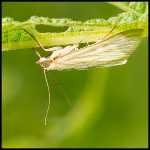 Carrot Seed Moth