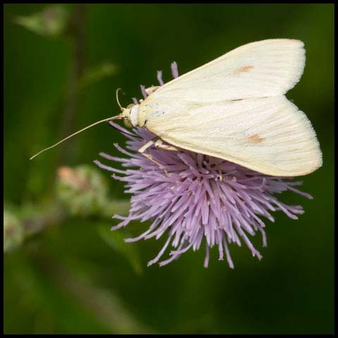 Carrot Seed Moth