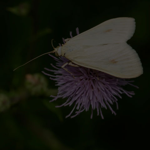 Carrot Seed Moth