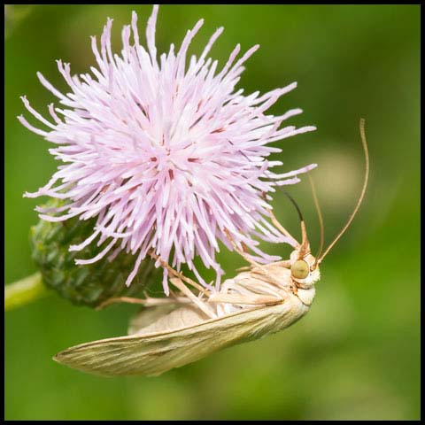 Carrot Seed Moth