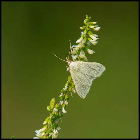 Carrot Seed Moth