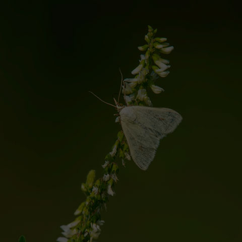 Carrot Seed Moth