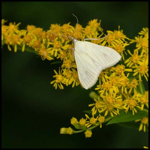 Carrot Seed Moth
