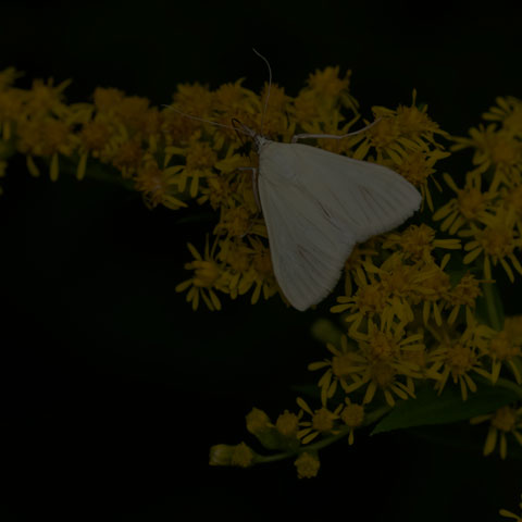 Carrot Seed Moth