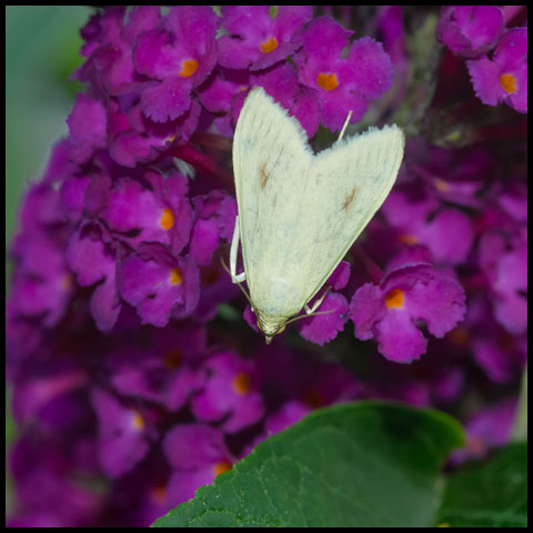 Carrot Seed Moth