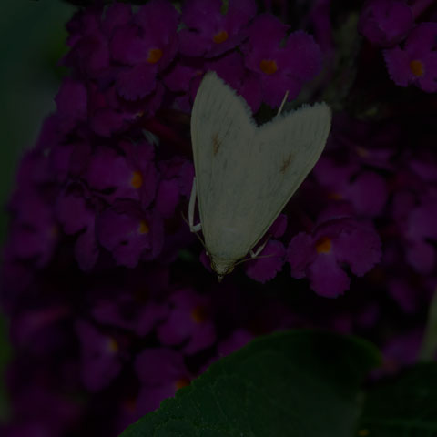 Carrot Seed Moth