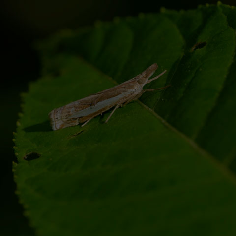 Common Grass-Veneer