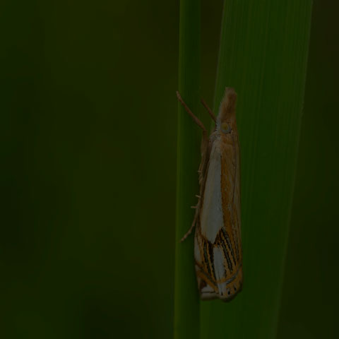 Double-banded Grass-veneer Moth