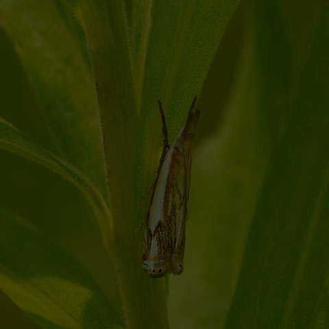 Double-banded Grass-veneer Moth