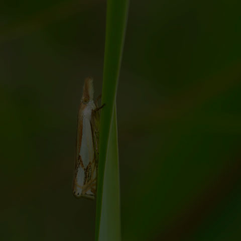 Double-banded Grass-veneer Moth