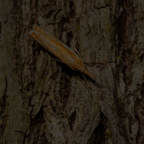 Double-banded Grass-veneer Moth
