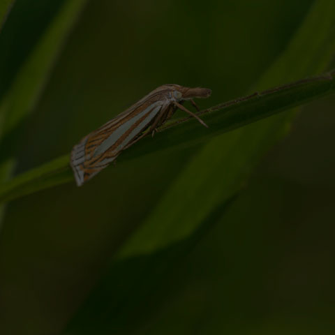 Eastern Grass-veneer Moth