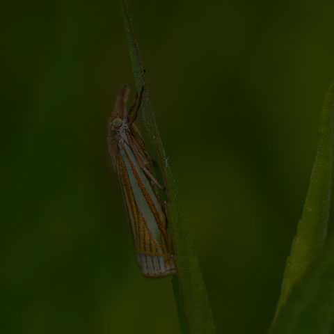 Eastern Grass-veneer Moth