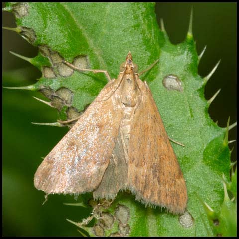 Garden Webworm