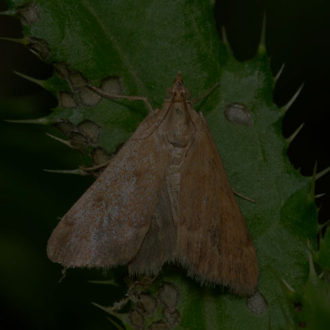 Garden Webworm