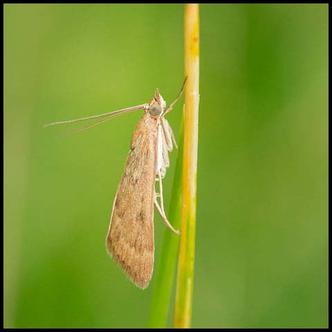 Garden Webworm
