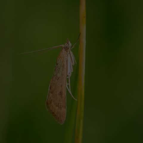 Garden Webworm