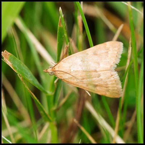 Garden Webworm