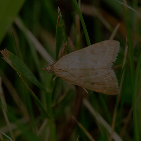 Garden Webworm