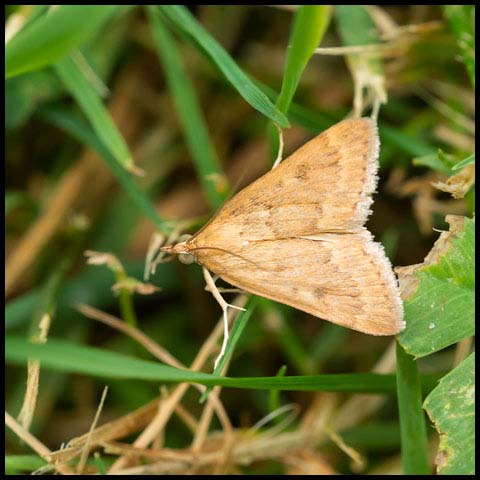 Garden Webworm