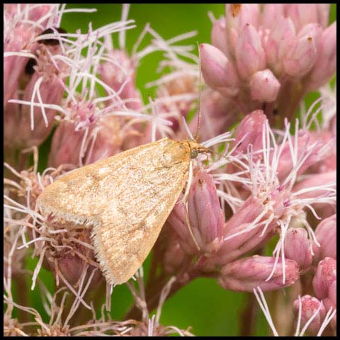 Garden Webworm