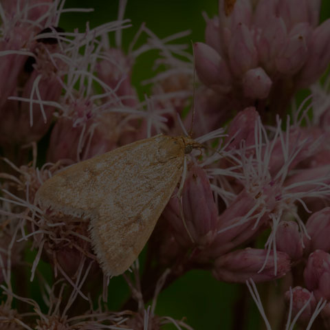 Garden Webworm