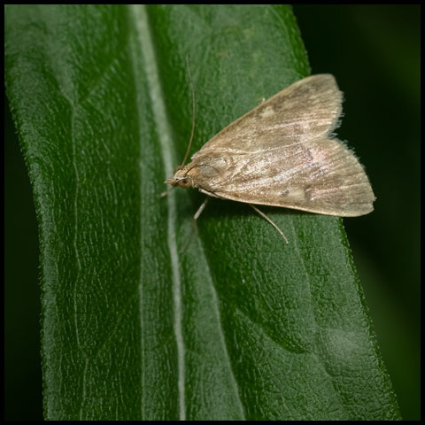 Garden Webworm