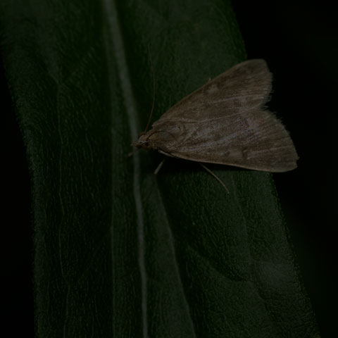 Garden Webworm