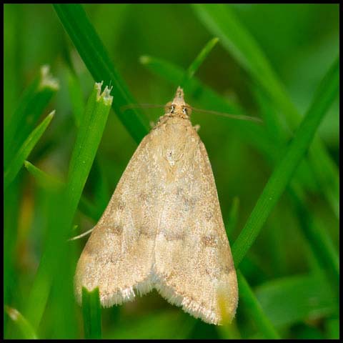Garden Webworm