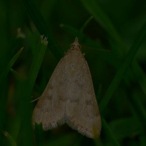 Garden Webworm