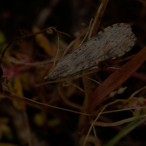 Lucerne Moth
