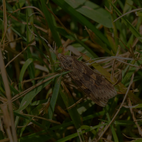Lucerne Moth