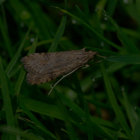 Lucerne Moth