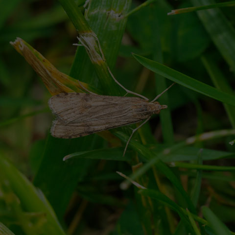 Lucerne Moth