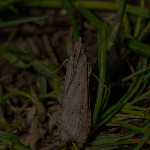 Lucerne Moth